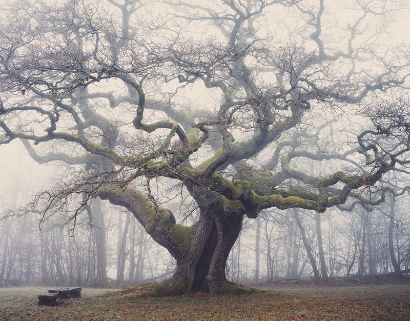 Красноярские борцы завоевали 24 медали на турнире памяти Дмитрия Миндиашвили